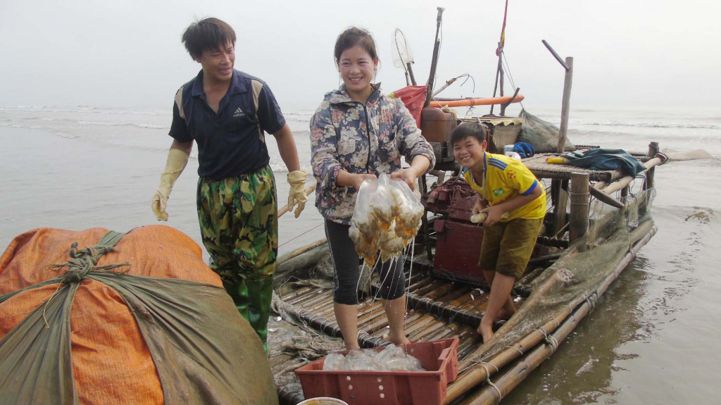 Ngư dân vớt sứa biển Cô Tô