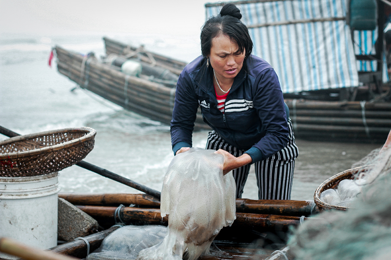 Sứa biển Cô Tô tích nước nặng trĩu