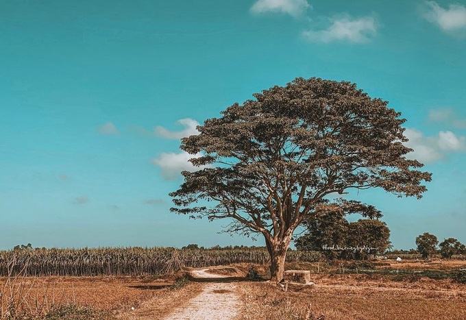 Phim "Mắt biếc" do Victor Vũ đạo diễn, chuyển thể từ tiểu thuyết cùng tên của Nguyễn Nhật Ánh. Ra mắt từ ngày 20/12/2019, dự án gây sốt với những cảnh quay bình dị, chân phương, đứng thứ hai danh sách phim Việt ăn khách nhất mọi thời với hơn 172 tỷ đồng. Nhờ thành công của phim, "cây cô đơn" trở thành điểm check-in của nhiều người dân bản địa lẫn du khách. Ảnh: Nymmm.