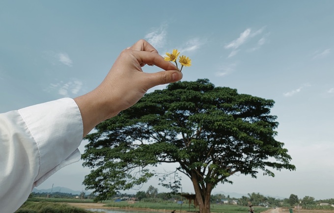 Một trong những góc ảnh lạ và nên thơ của du khách. Sắc hoa vàng gợi nhớ đến tác phẩm "Tôi thấy hoa vàng trên cỏ xanh" cũng của nhà văn Nguyễn Nhật Ánh, được Victor Vũ chuyển thể thành phim điện ảnh hồi năm 2015. Ảnh: Vixcto.