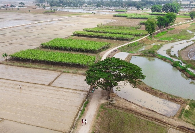 Cây cô đơn vốn là vông đồng cổ thụ (tên khác là ngô đồng, mã đâu, bã đậu..), với 45 năm tuổi đời, là nơi nghỉ mát của người dân trong làng mỗi trưa hè làm đồng vất vả. Xung quanh cây là những ruộng mía và cánh đồng lúa ngút ngàn. Ảnh: Võ Thạnh.