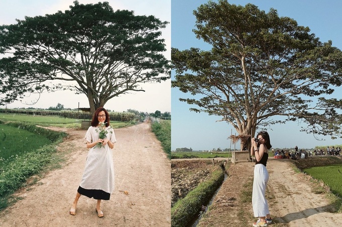 Trên phim, gốc cổ thụ ghi dấu tuổi thơ đẹp của Ngạn và Hà Lan. Chàng trai quê đánh đàn, trò chuyện và lần đầu biết rung động trước người khác phái, nhớ thương nhưng không dám tỏ bày. Vốn yêu thích truyện Nguyễn Nhật Ánh và ấn tượng với bối cảnh bình dị, nhiều du khách trẻ tìm đường đến tận nơi, cùng ghi lại khoảnh khắc đẹp. Ảnh: Doublesummer.57, Nininana225.