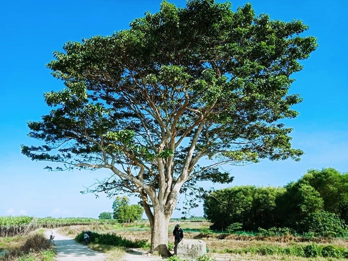 Những tán lá vông đồng phủ rộng, che mát một góc đường làng. Ruộng mía trước gốc cây cũng là một trong những điểm "sống ảo" của nhiều người trẻ. Ảnh: Tung_carem.