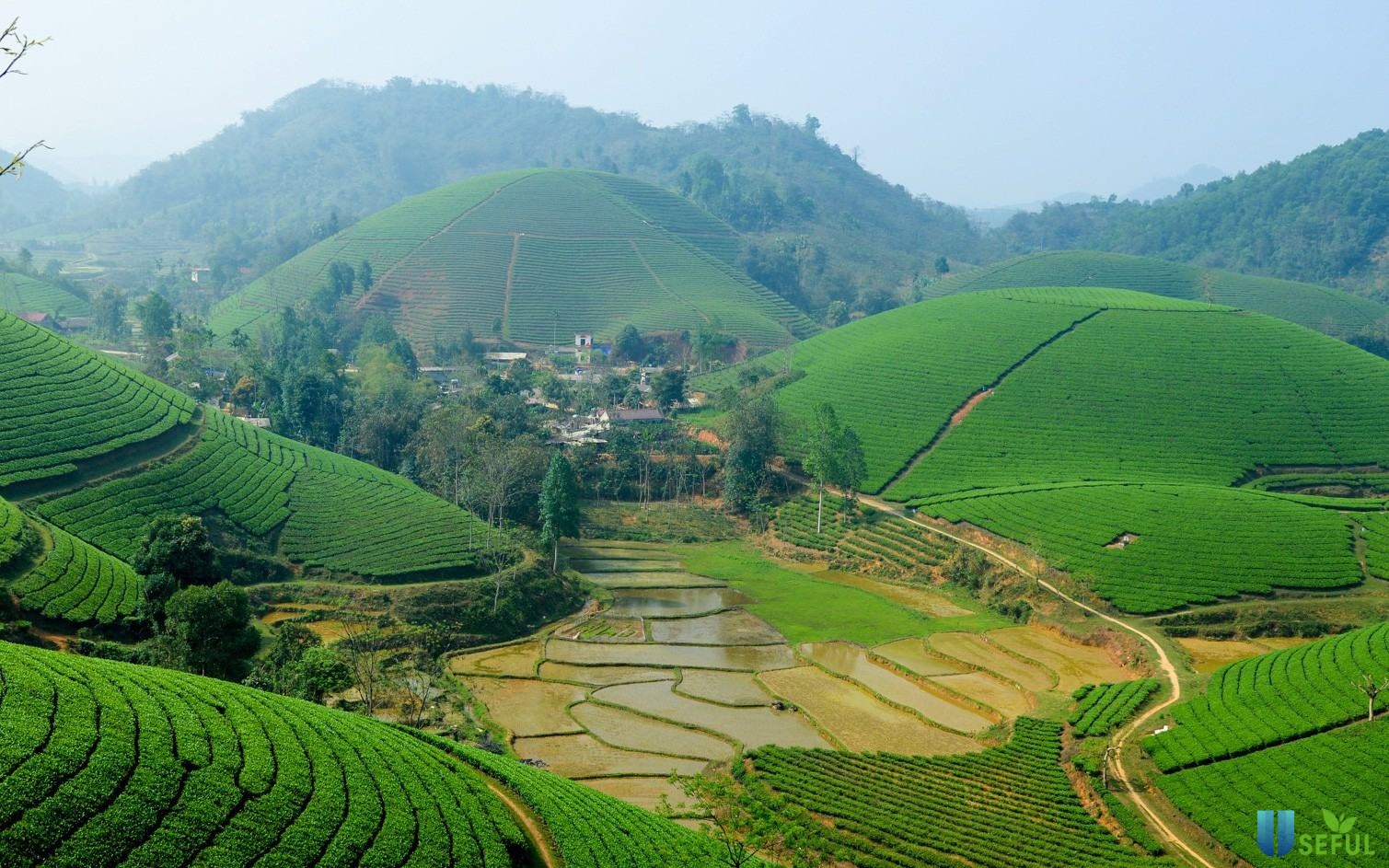 Nương chè Shan Tuyết Suối Giàng trong tour Tây Bắc 4N3Đ