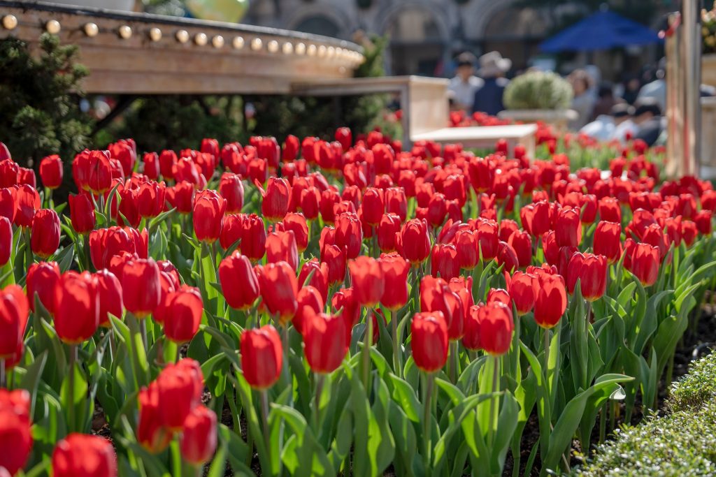 Thiên đường hoa Tulip rực rỡ sắc màu tại Sun World Bà Nà Hills