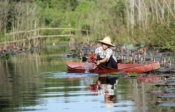 Người dân địa phương thu hoạch hoa súng