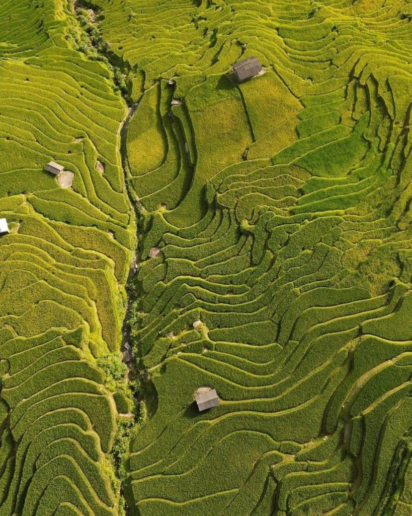 Lúa trải dài ở Tả Van Sapa nhìn từ trên cao