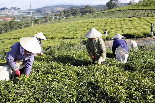 Hồ Phát Chi gần đồi chè Cầu Đất Đà Lạt