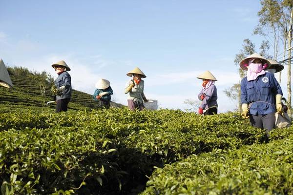 Tan-huong-thien-nhien-trong-lanh-noi-doi-che-Da-Lat-ivivu-10