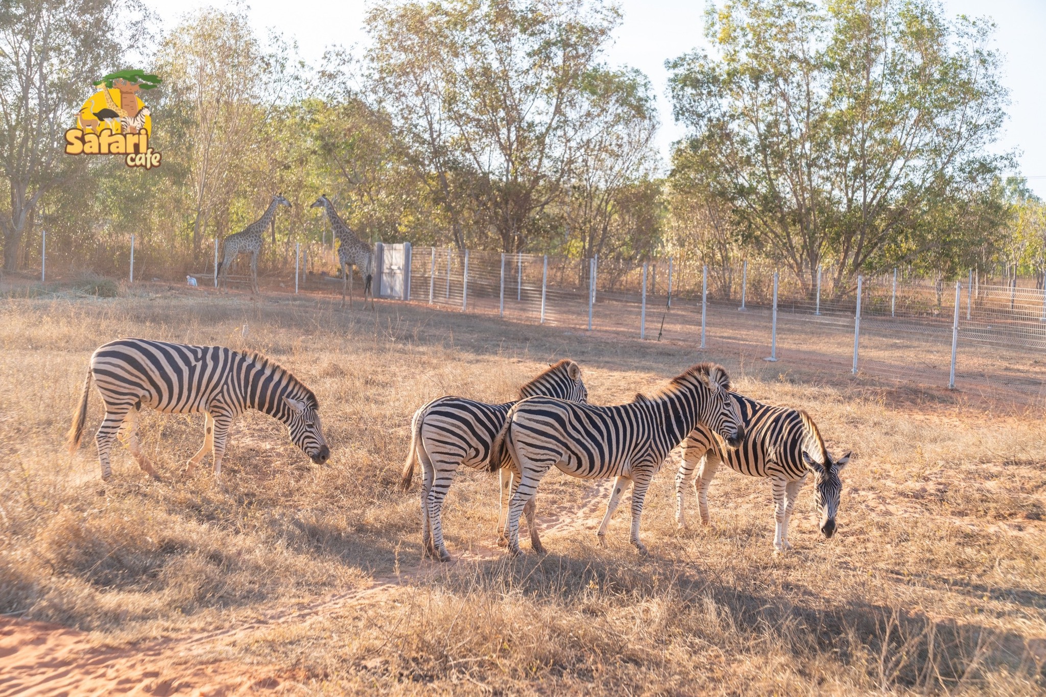 Công viên Bán hoang dã Safari Cafe tặng vé vui chơi Phan Thiết