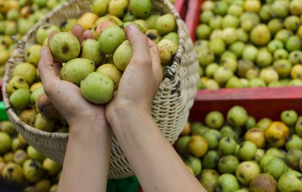 Táo mèo đặc sản Sapa