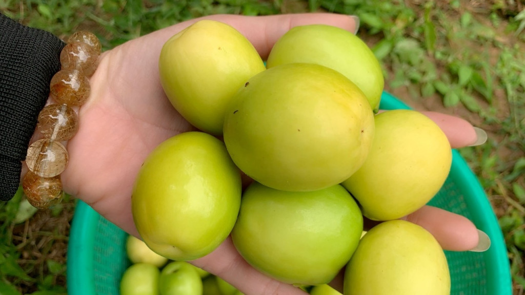 Táo muối Bàng La to, giòn, ngọt thanh