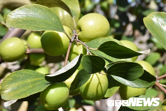 Táo muối Bàng La tươi rói được ưa chuộng