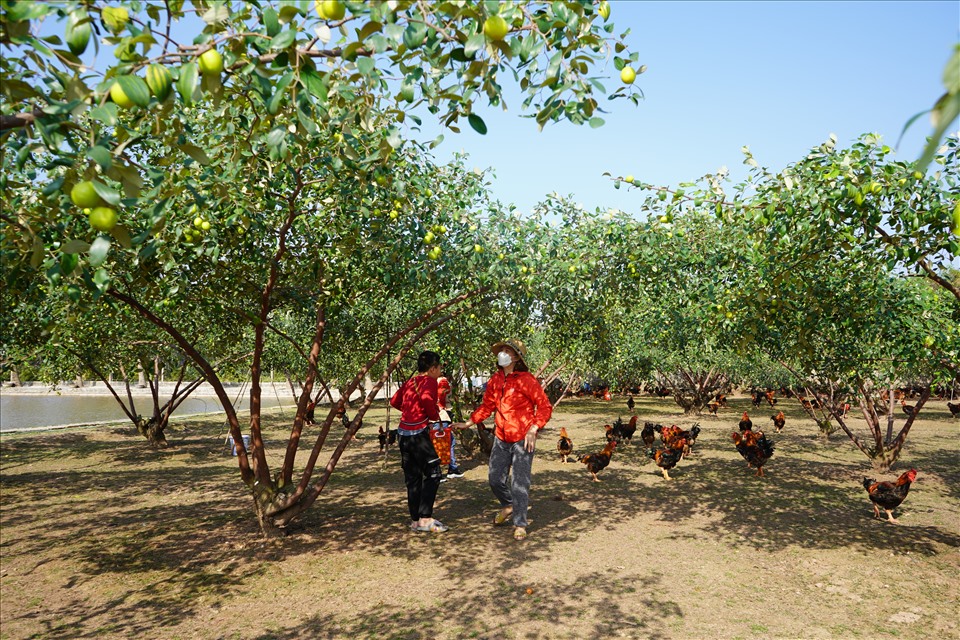 Táo muối Bàng La không dùng chất kích thích