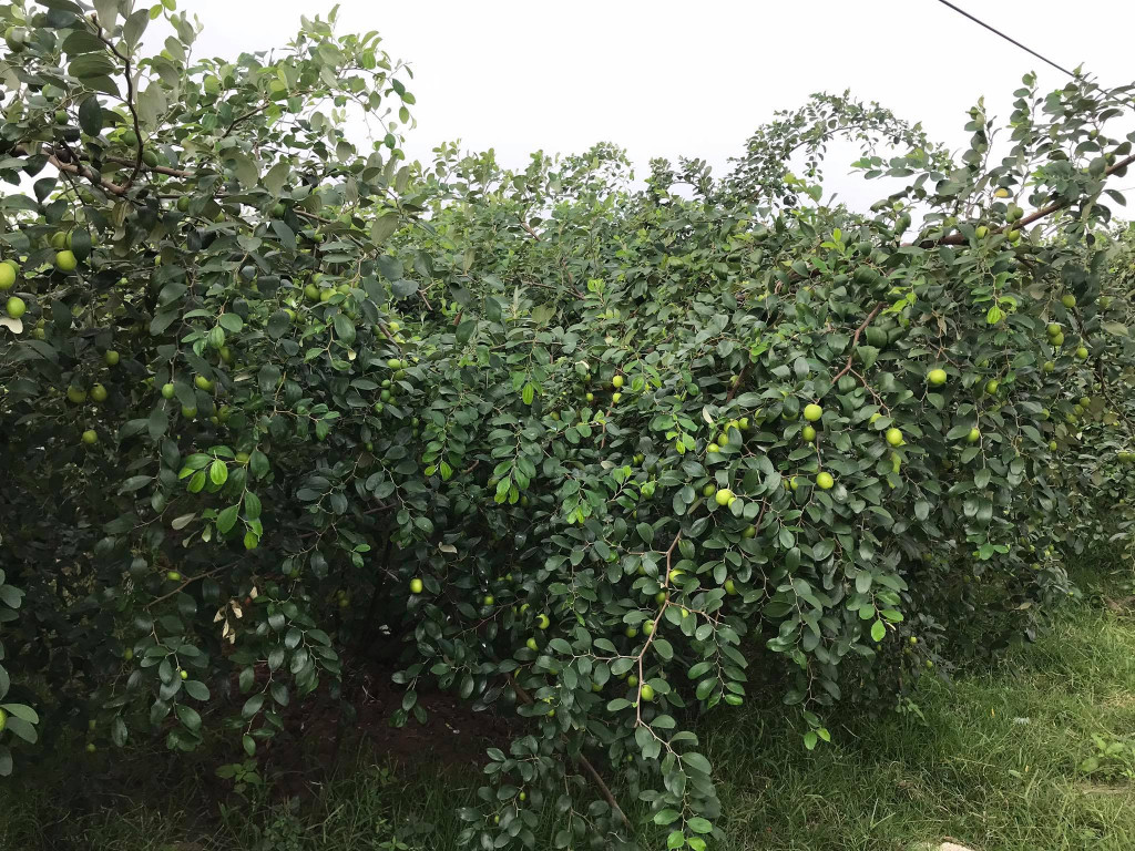 Táo muối Bàng La chín mọng trên cây