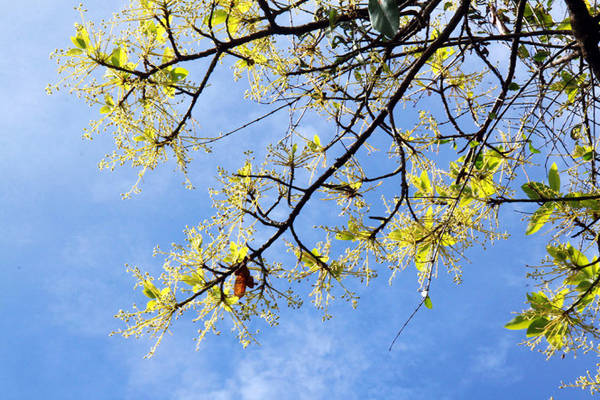 Hoa bơ Đắk Lắk vào mùa bơ Tây Nguyên