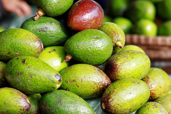 Sạp bơ lề đường nhộn nhịp mùa bơ Tây Nguyên