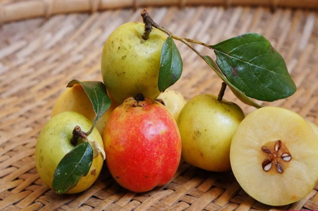 Táo mèo Tây Bắc ngâm rượu