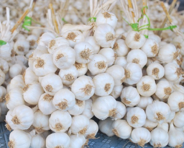Tỏi Lý Sơn đặc sản Quảng Ngãi