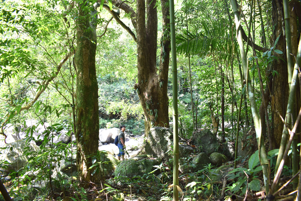 Rừng nguyên sinh quanh thác. Ảnh: Báo Quảng Ninh.