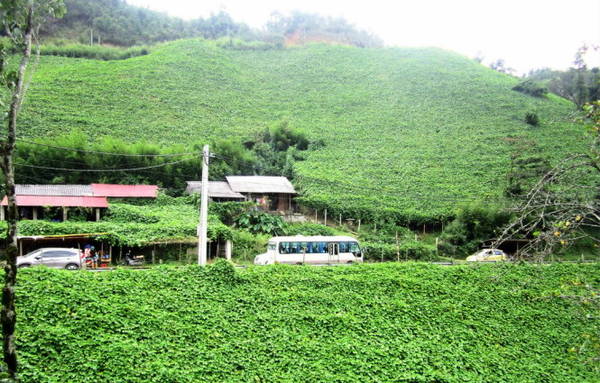 Những giàn su su ở San Sả Hồ Sapa như những tấm thảm xanh khổng lồ