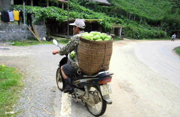 Người dân dùng xe máy thồ su su về sau mỗi ngày thu hái