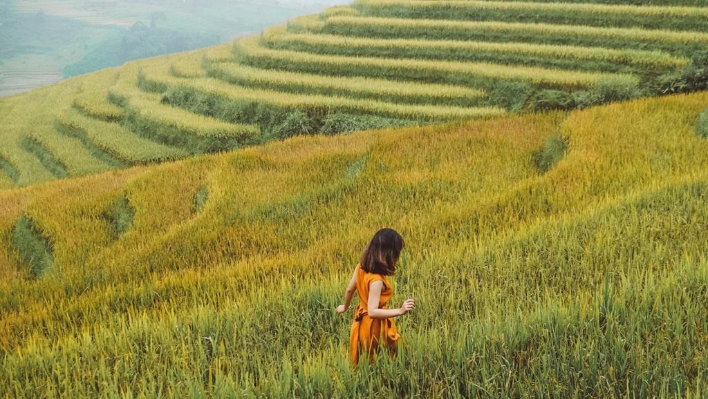 Sa Pa (Lào Cai) mùa lúa chín: Ruộng bậc thang Sa Pa chuyển vàng giữa núi rừng Tây Bắc