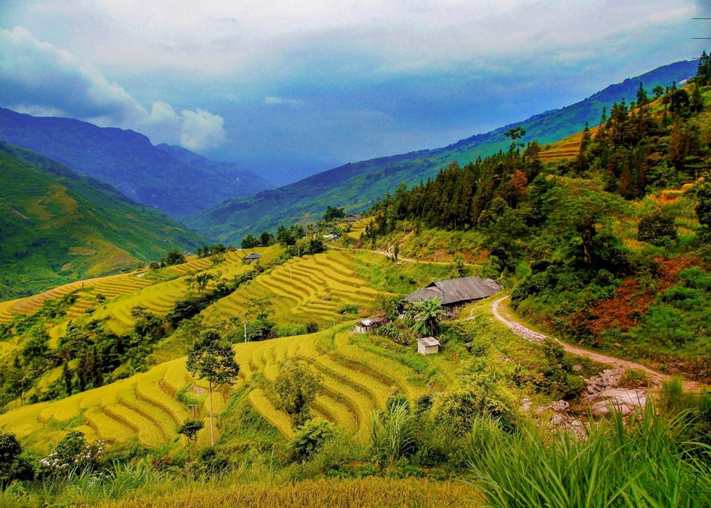 Y Tý (Lào Cai) mùa lúa chín: Những con sóng vàng trên ruộng lúa tại Bát Xát