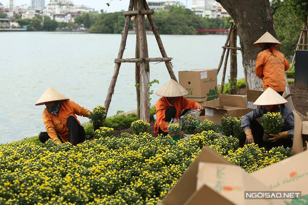 Đầu thu cũng là lúc hoa cúc vàng bắt đầu nở rộ, trên các con đường quanh bờ Hồ, từng chậu cúc nhỏ li ti mang đến diện mạo mới cho thành phố.