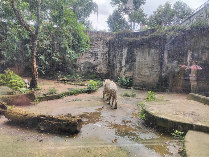 Hổ trong Thảo Cầm Viên.