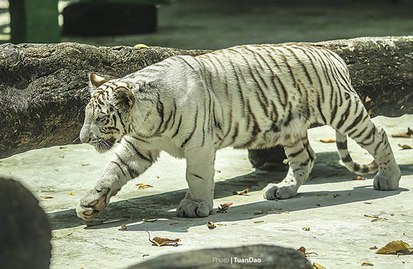 Hổ trắng Bengal tại Thảo Cầm Viên Sài Gòn