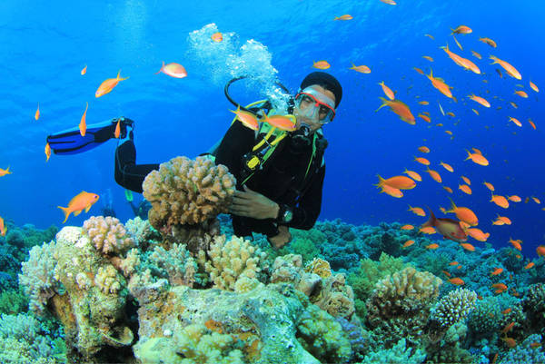Thế giới đại dương kỳ thú tại Nha Trang Hệ sinh thái biển đa dạng tại Nha Trang