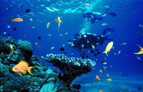 Lặn biển ngắm san hô Hòn Mun Nha Trang Lặn biển ngắm san hô tại Hòn Mun