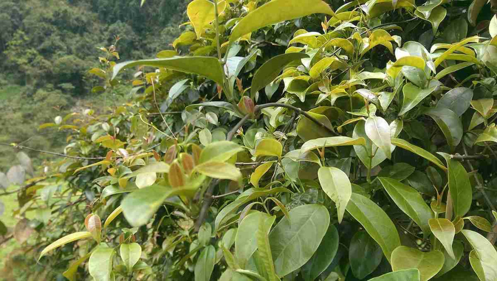 Lá löm hay còn gọi là lá giang dùng nấu thịt trâu. Ảnh: Trần Hòa.