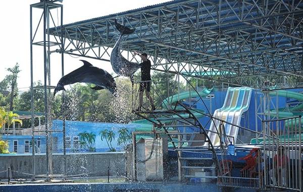 Màn trình diễn cá heo điêu luyện cuốn hút các bạn nhỏ tại Thiên Đường Bảo Sơn