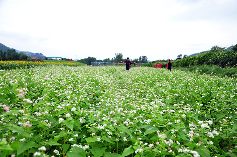Hoa tam giác mạch tại thiên đường hoa Quảng La