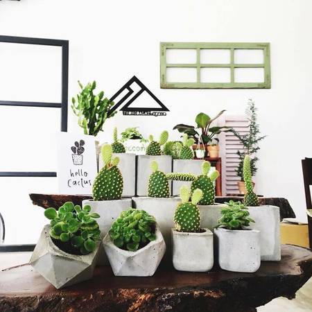 Chậu cây nhỏ tại quán cà phê Đà Lạt THONGDALAT.space Chậu cây nhỏ tại quán cà phê Đà Lạt THONGDALAT.space