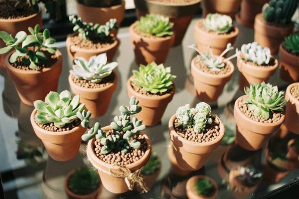 Chậu cây nhỏ tại quán cà phê Đà Lạt THONGDALAT.space Chậu cây nhỏ tại quán cà phê Đà Lạt THONGDALAT.space