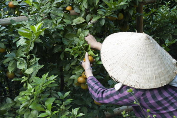 Hái quýt hồng D’ran - Ảnh: Hằng Châu