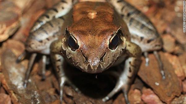 Ếch núi Giant Ditch Frog vùng Caribbean là loại thực phẩm gây tranh cãi