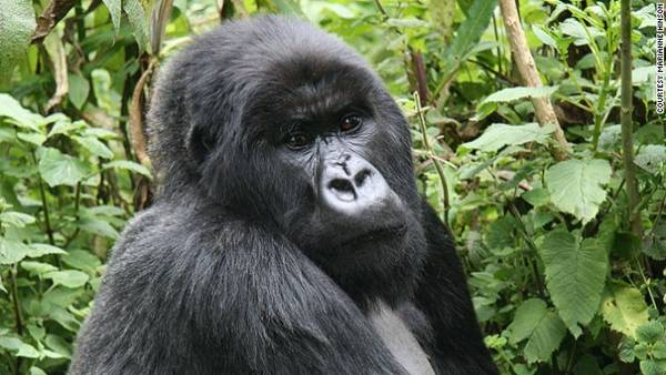 Thịt khỉ đột Gorilla là thực phẩm gây tranh cãi nghiêm trọng