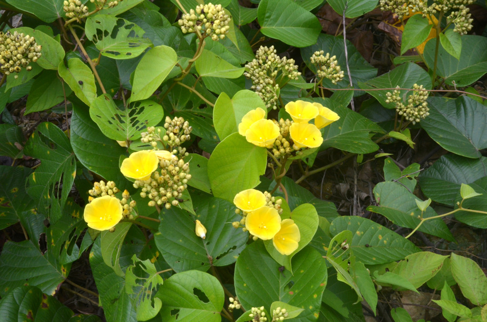 Hệ thực vật phong phú. Ảnh: Báo Quảng Ninh