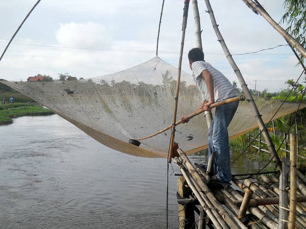 Thủng thỉnh mùa cá luối