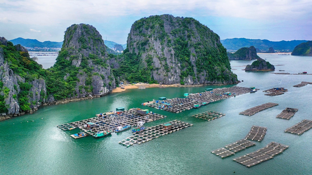 Đồ sứ thời Trần được ưa chuộng tại thương cảng Vân Đồn