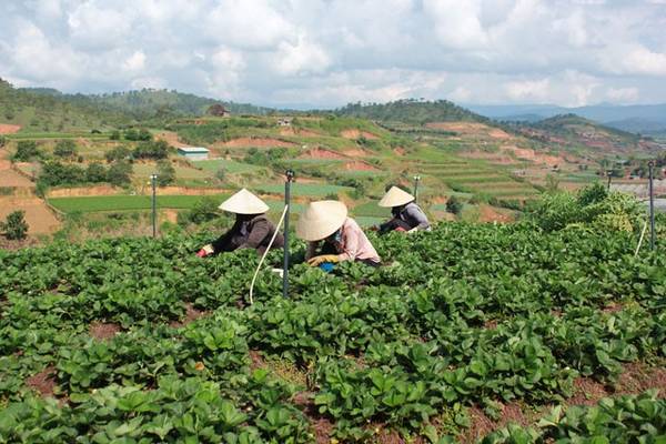 Thu hoạch dâu buổi sớm khi du lịch Đà Lạt