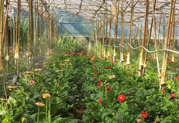 Vạn Thành là một trong ba làng hoa nổi tiếng ở Đà Lạt