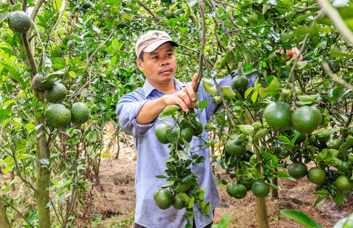 Cam sành Ngã Bảy nổi tiếng xứ Hậu Giang vì cho nhiều nước