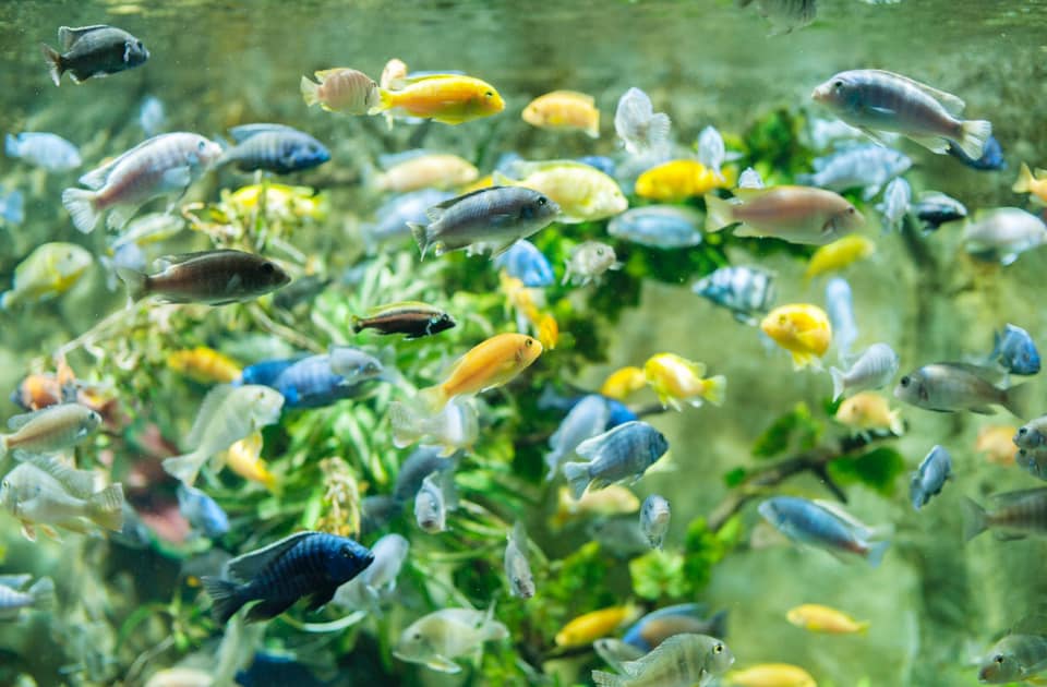 Cá nhiều màu sắc tại thủy cung Vinpearl Times City