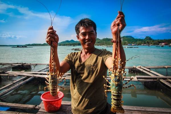 Sở dĩ Bình Ba còn có tên gọi là đảo Tôm Hùm vì hầu như ở đây nhà nào cũng nuôi tôm trên bè. Ảnh: baogiaothong