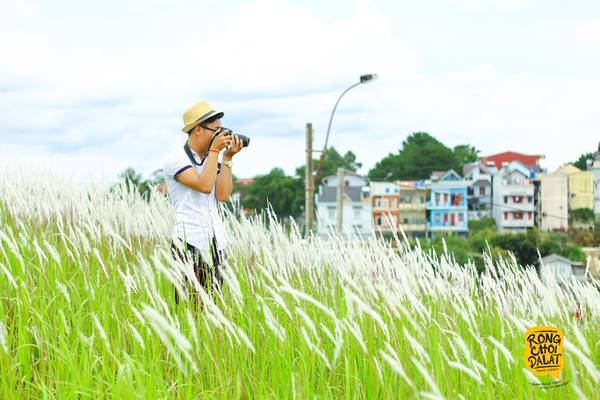 Cánh đồng cỏ tranh trắng tại Lạc Dương